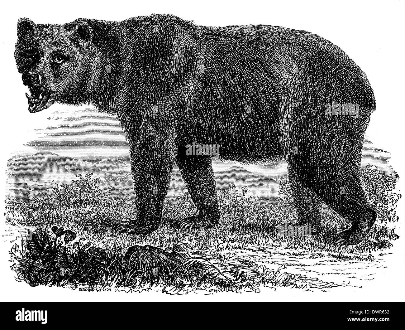 Brauner Bär Stockfoto