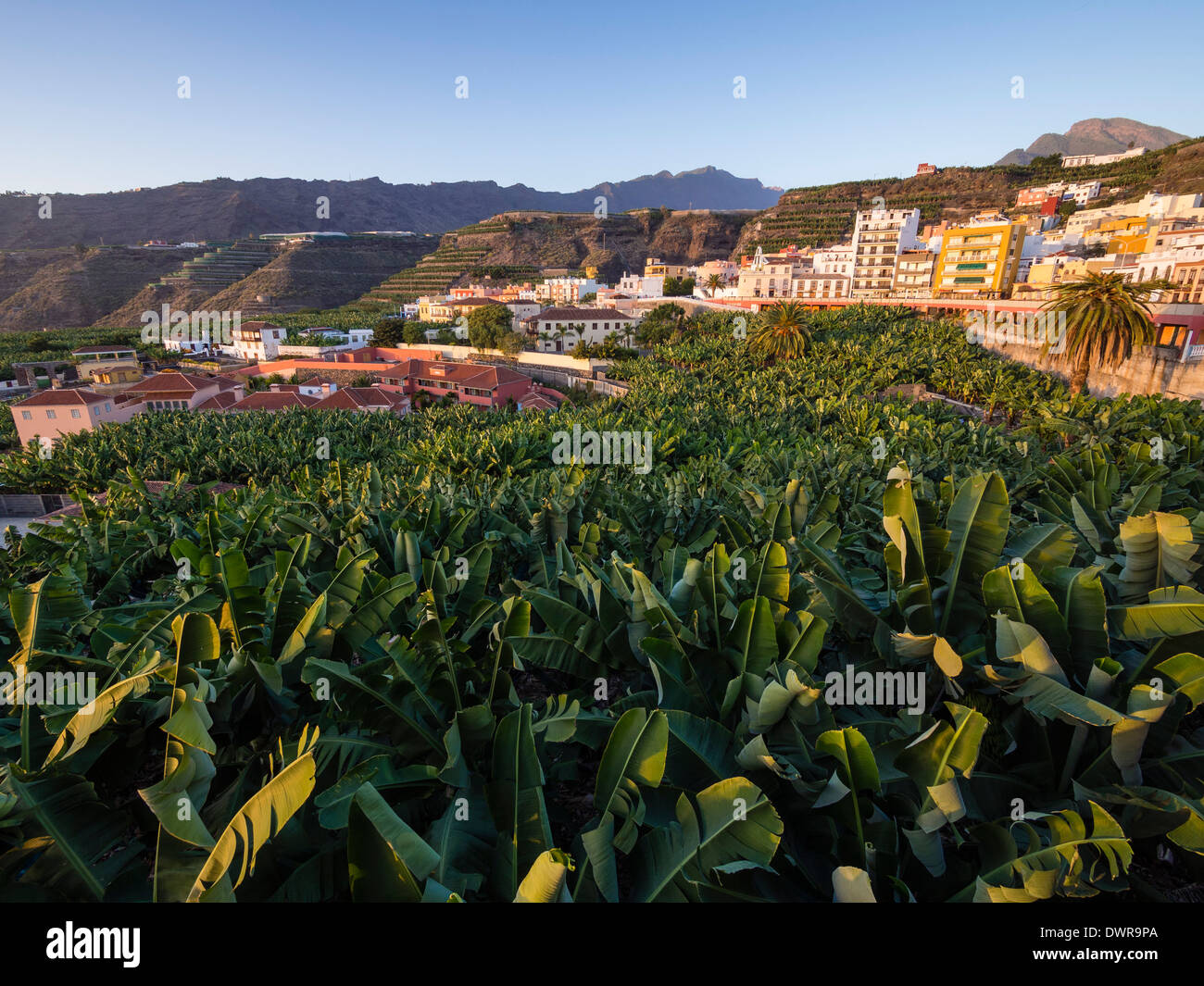 Eine Bananenplantage in der Stadt von Tazacorte auf der Kanareninsel La Palma. Stockfoto