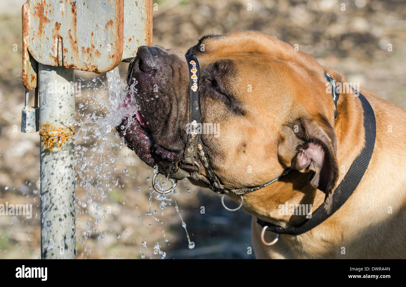 Bulldog-Trinkwasser. Bulldog Läppen bis Wasser aus einem Wasserhahn. Stockfoto