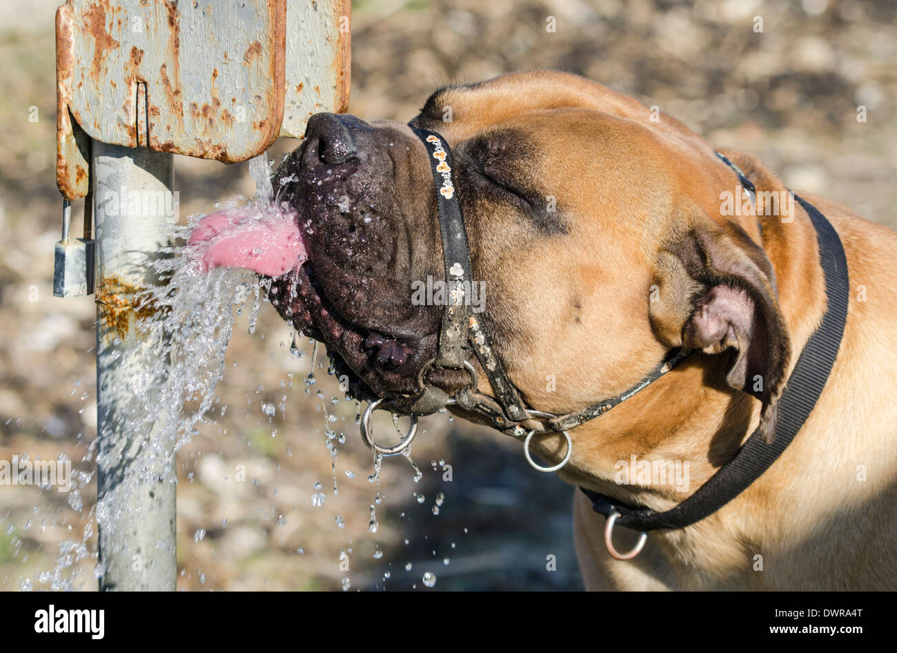 Bulldog trinkt und lappt Wasser aus einem Außenhahn, mit seiner Zunge bedeckt mit Wasserspritzern. Hund trinkt aus dem Wasserhahn im Freien. Stockfoto