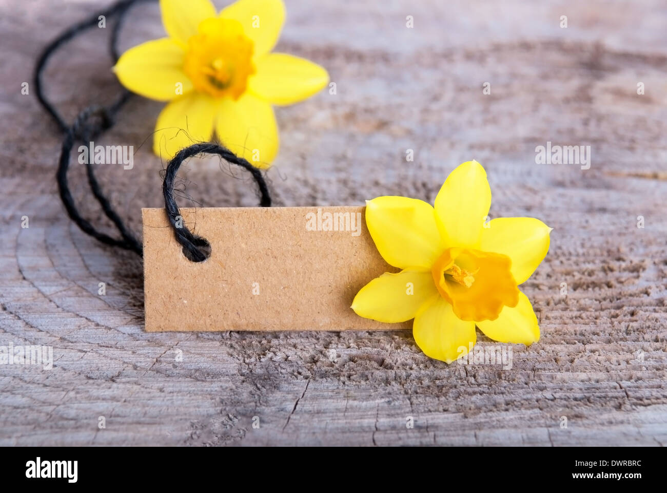 Natürliche leere Tag mit Exemplar auf einem Holz mit Narzissen-Blüten Stockfoto