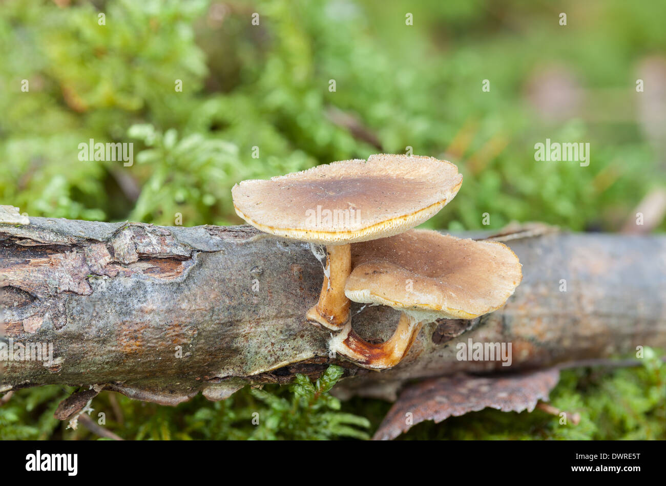 Winter-Polypore Pilz Stockfoto