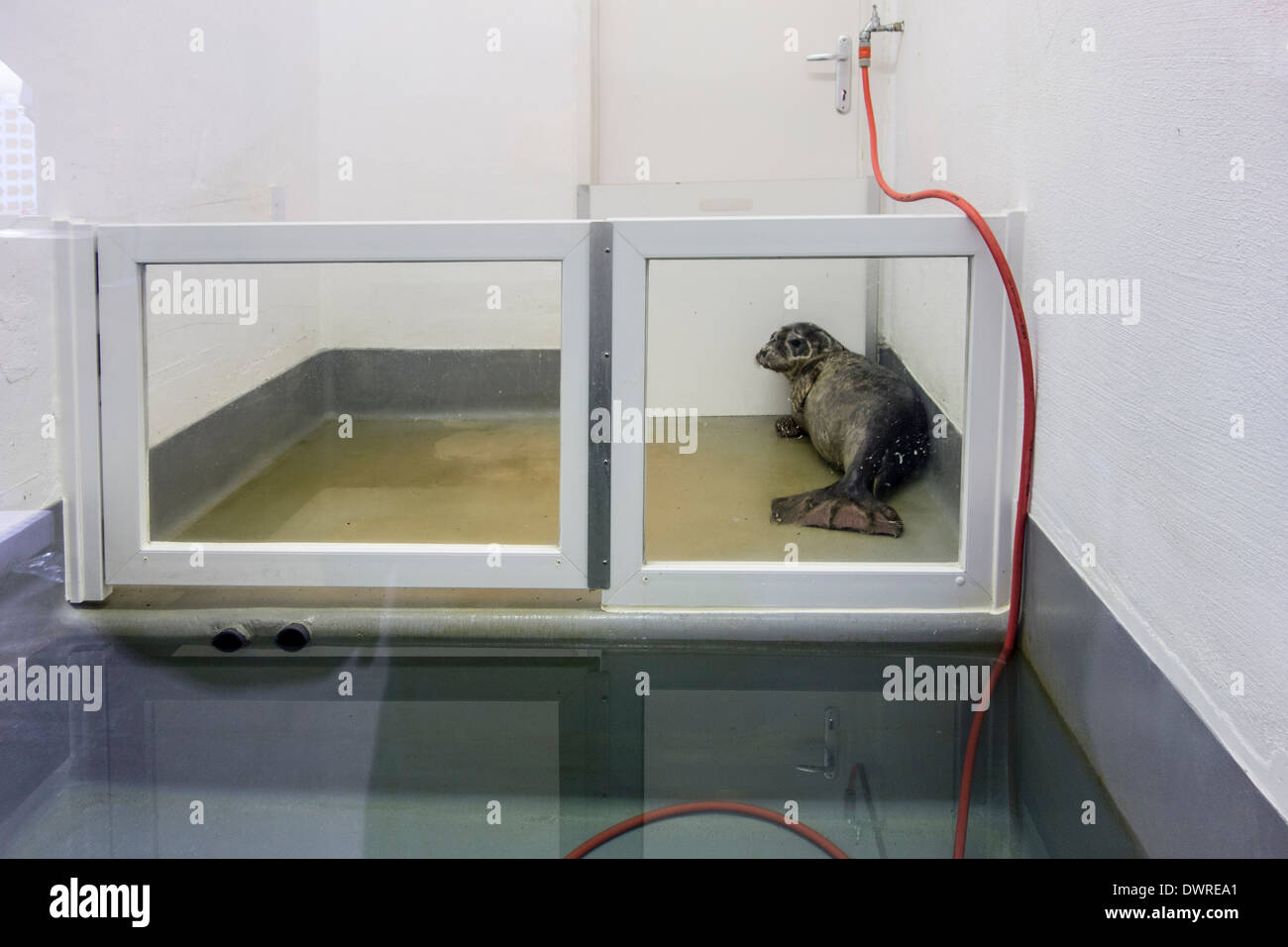 Kranken gemeinsamen Dichtung (Phoca Vitulina) in Quarantäne an Dichtung Klinik in Sea Life marine Tierrettung Centre, Blankenberge, Belgien Stockfoto