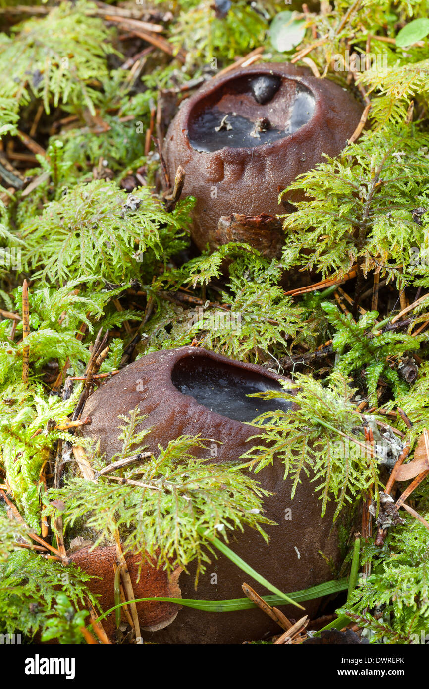 Sarcosoma Globosum Pilz Stockfoto