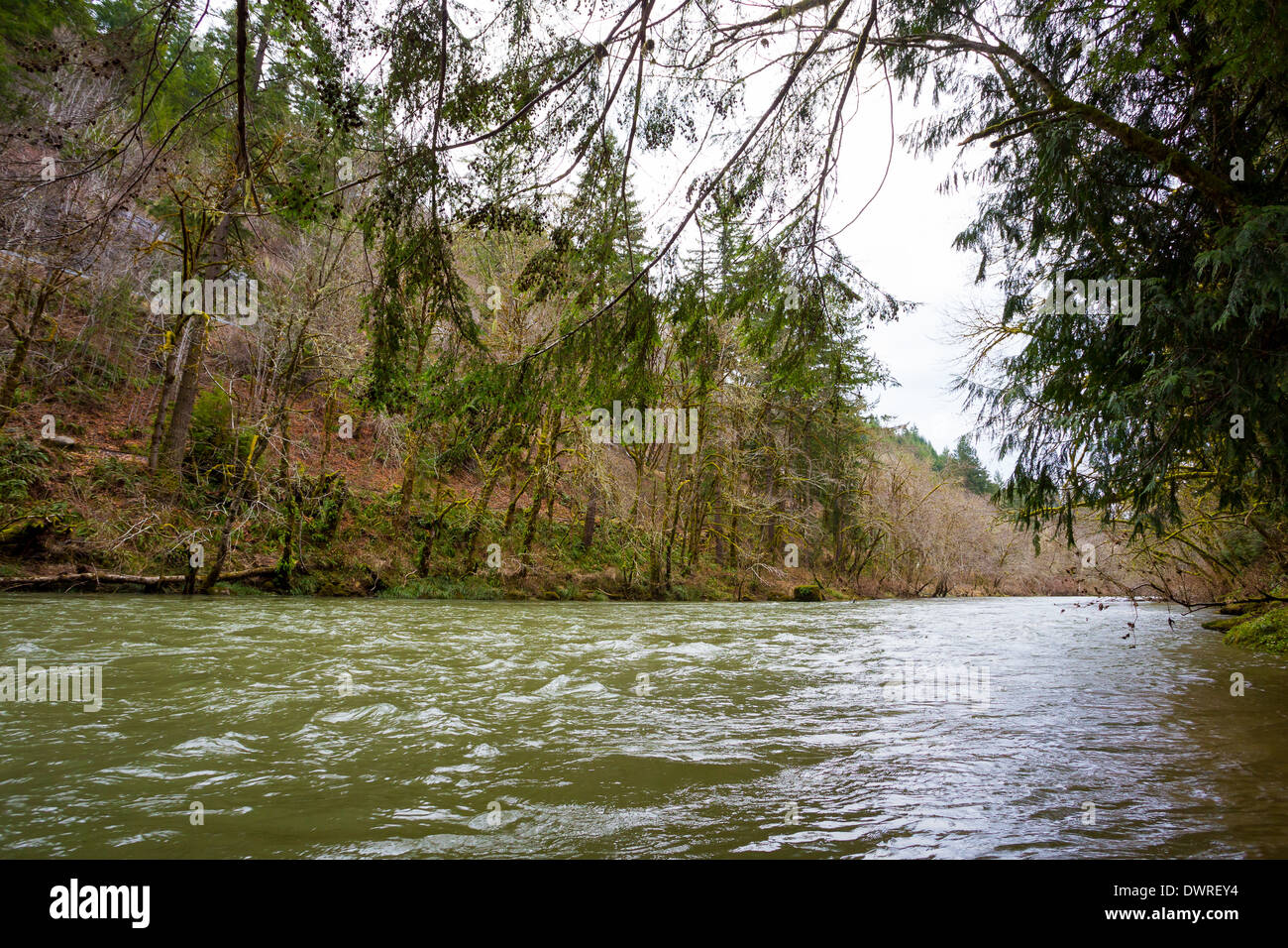Im Winter fliesst auf der siuslaw River in Oregon bei 7 Füße auf dem mapleton Manometer. Perfekt und Ebenen für den Winter Steelhead. Stockfoto