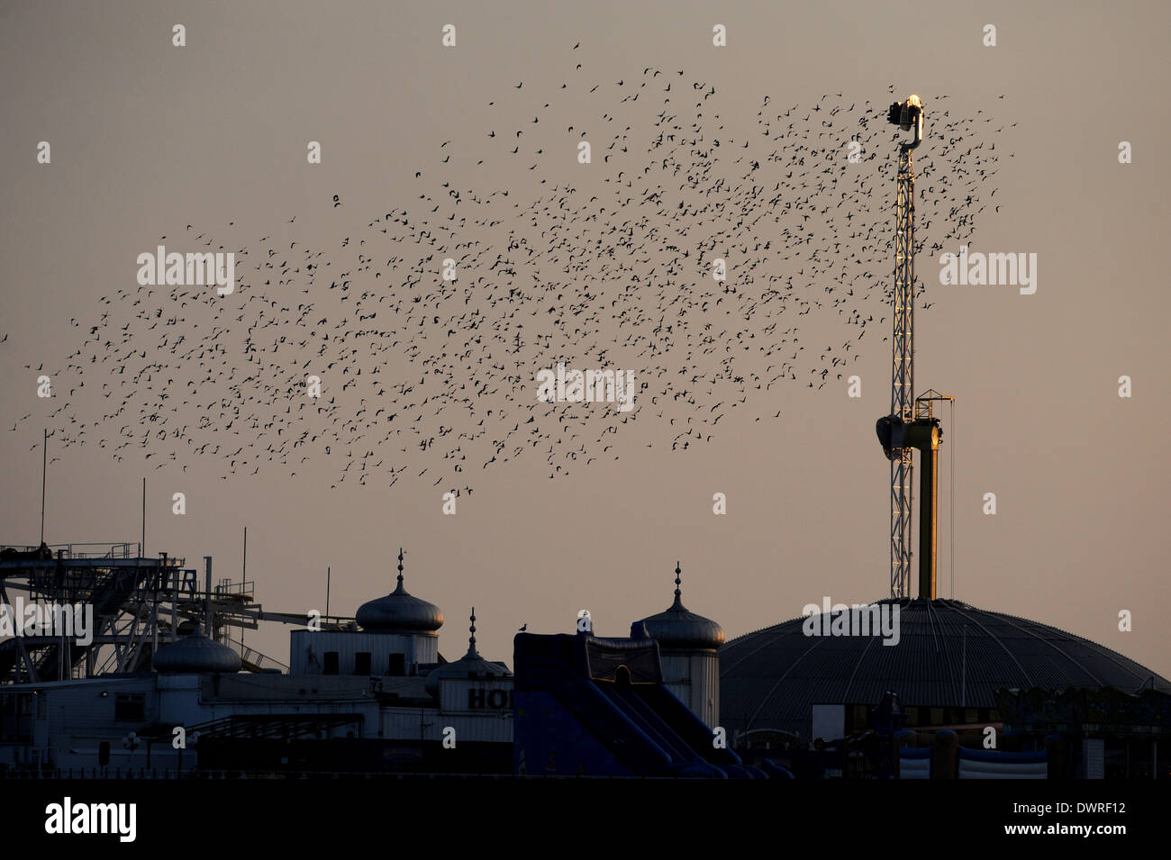 Tausende von Staren sammeln für ihre täglichen Murmuration vor Schlafplatz für die Nacht unter Brighton Pier Stockfoto