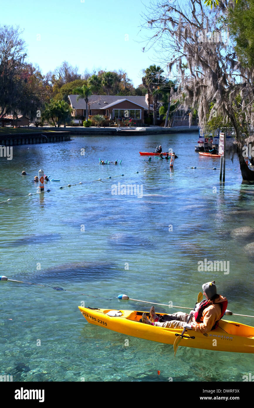 Touristen betrachten Seekühe von Kajaks in Crystal River National Wildlife Refuge in Kings Bay, Florida, USA. Stockfoto