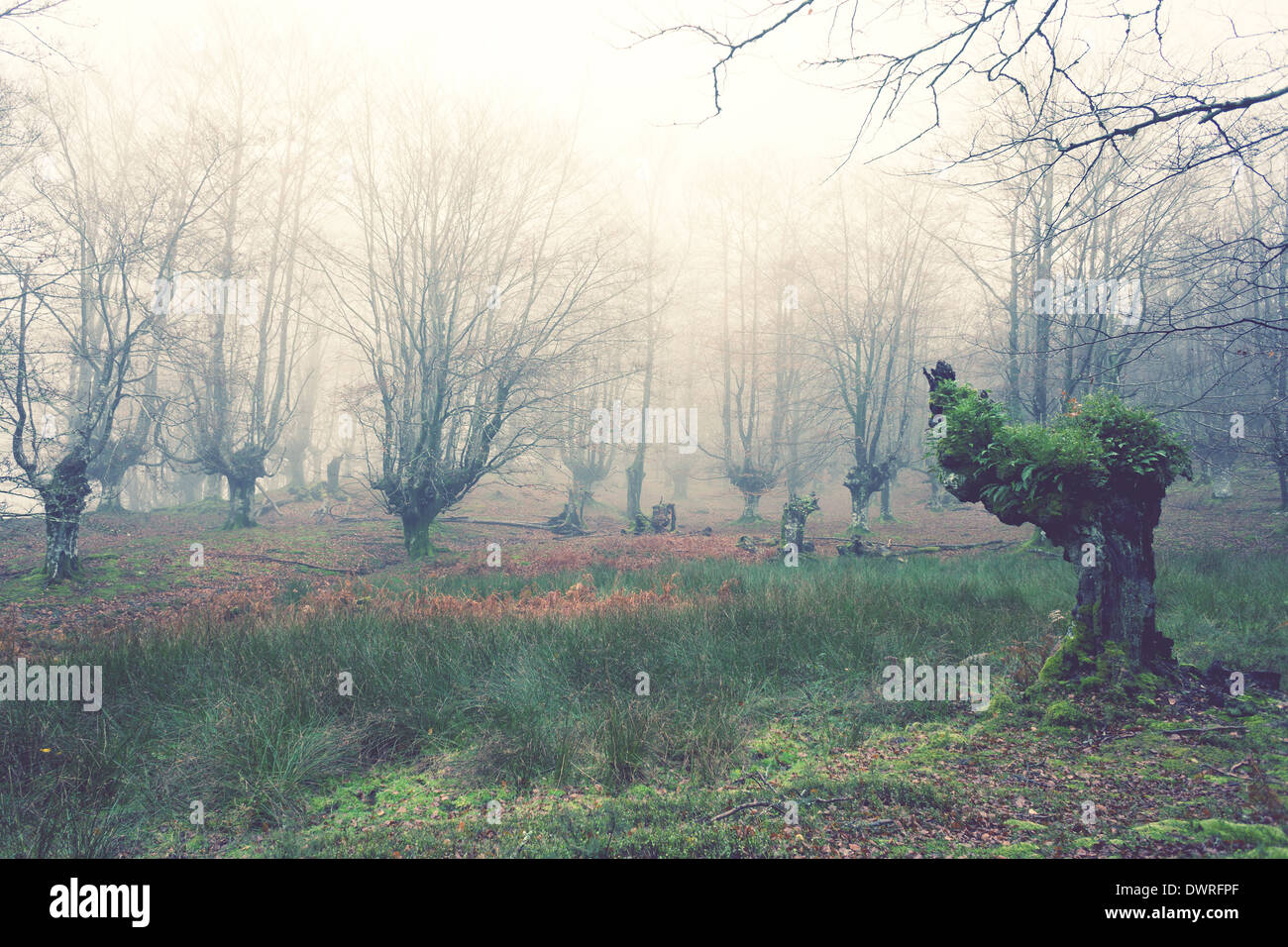 nebligen Wald mit Vintage-Effektfilter Stockfoto
