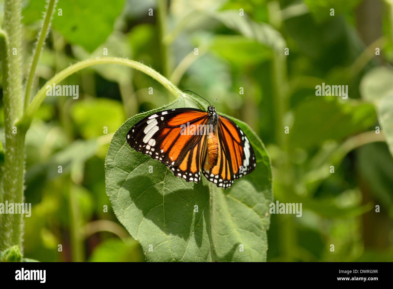 Gemeinsamen Tiger Schmetterling sitzt auf einem Blatt Stockfoto