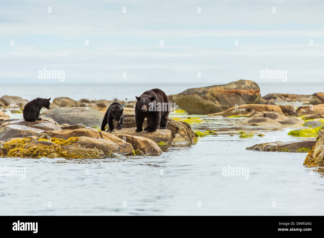 Mutter Black Bear und Jungtiere suchen ein Lachs Mittagessen. Stockfoto