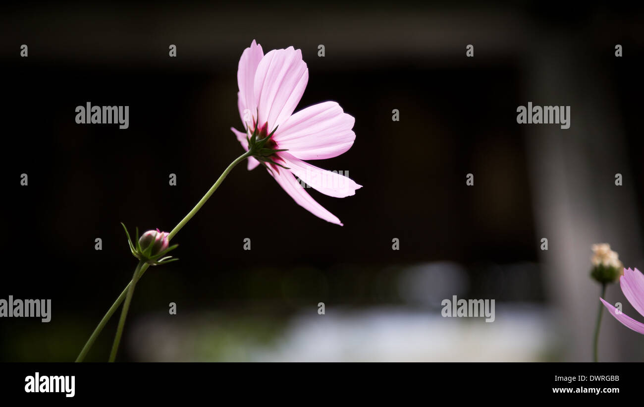 Lila Blume im Hintergrund weichzeichnen Stockfoto
