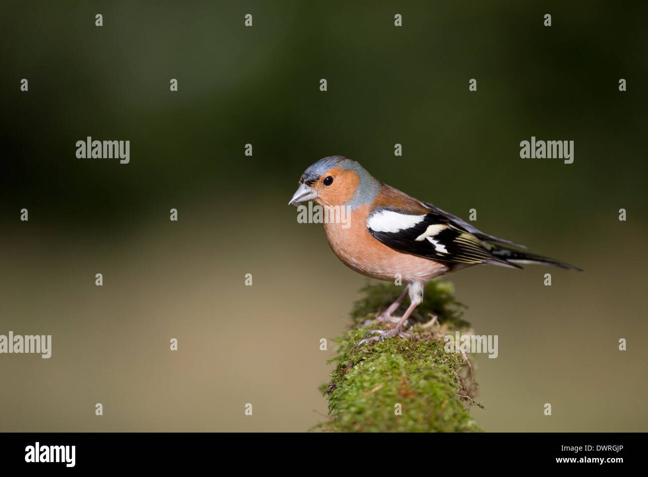 Buchfink; Fringilla Coelebs; Männlich; UK Stockfoto
