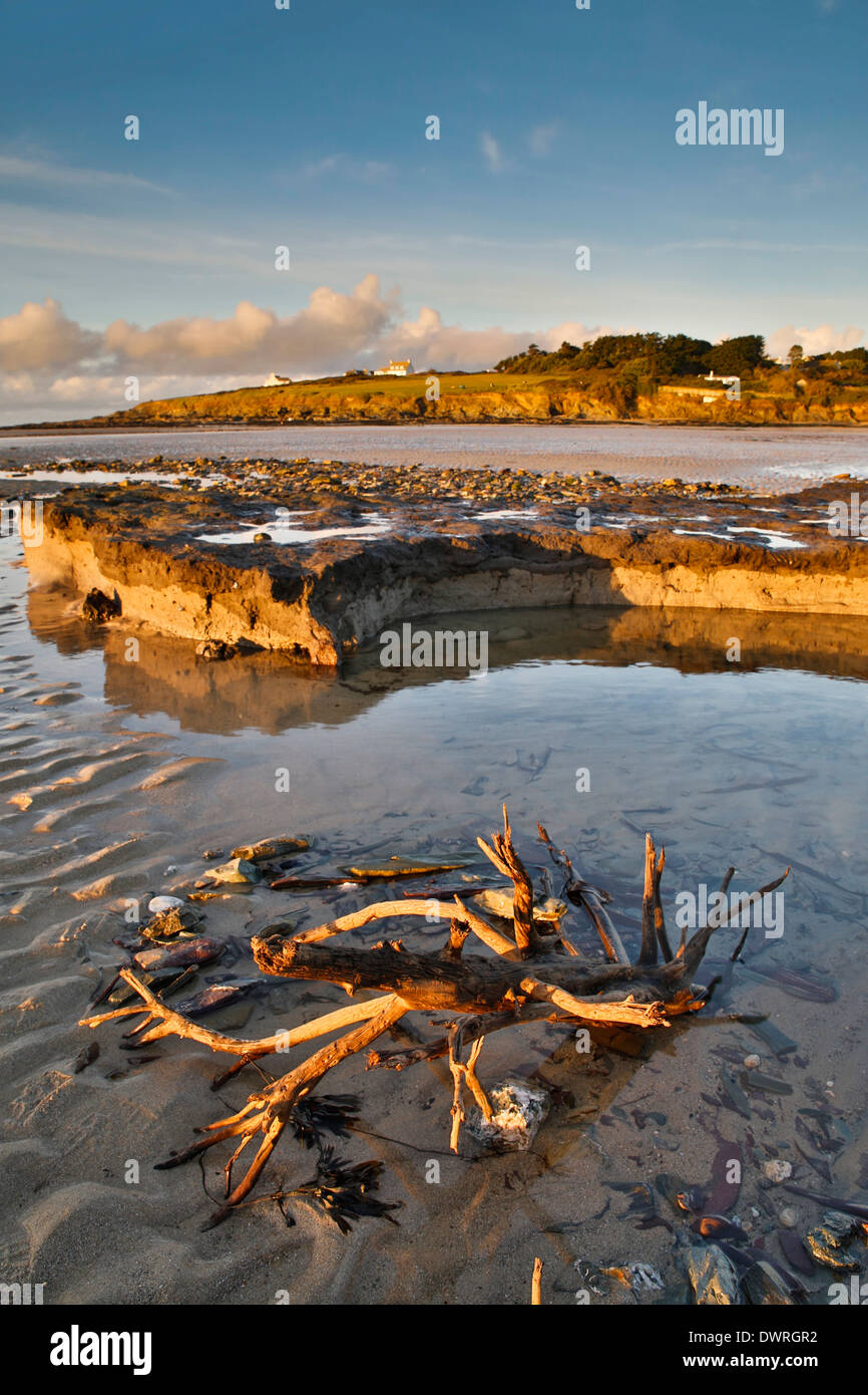 Daymer Bay; Versunkene Wald von Stürmen ausgesetzt; 2014; Cornwall; UK Stockfoto