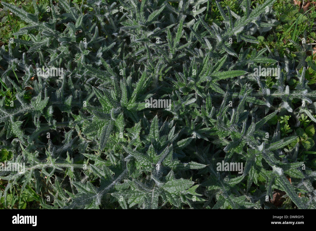 Speer Thistle/Stier Thistle/Cirsium vulgare. Winter Blattrosette. Mögliche Metapher für Schmerzen/schmerzhaft/scharf. Stockfoto