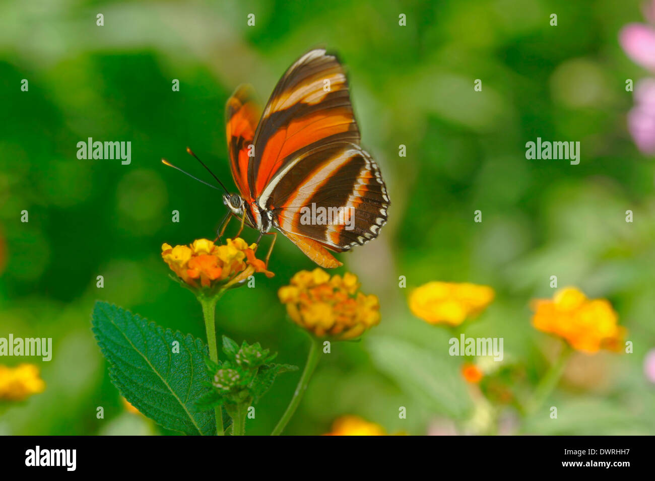 Gebänderten Orange Heliconian Schmetterling (Dryadula Phaetusa) Stockfoto