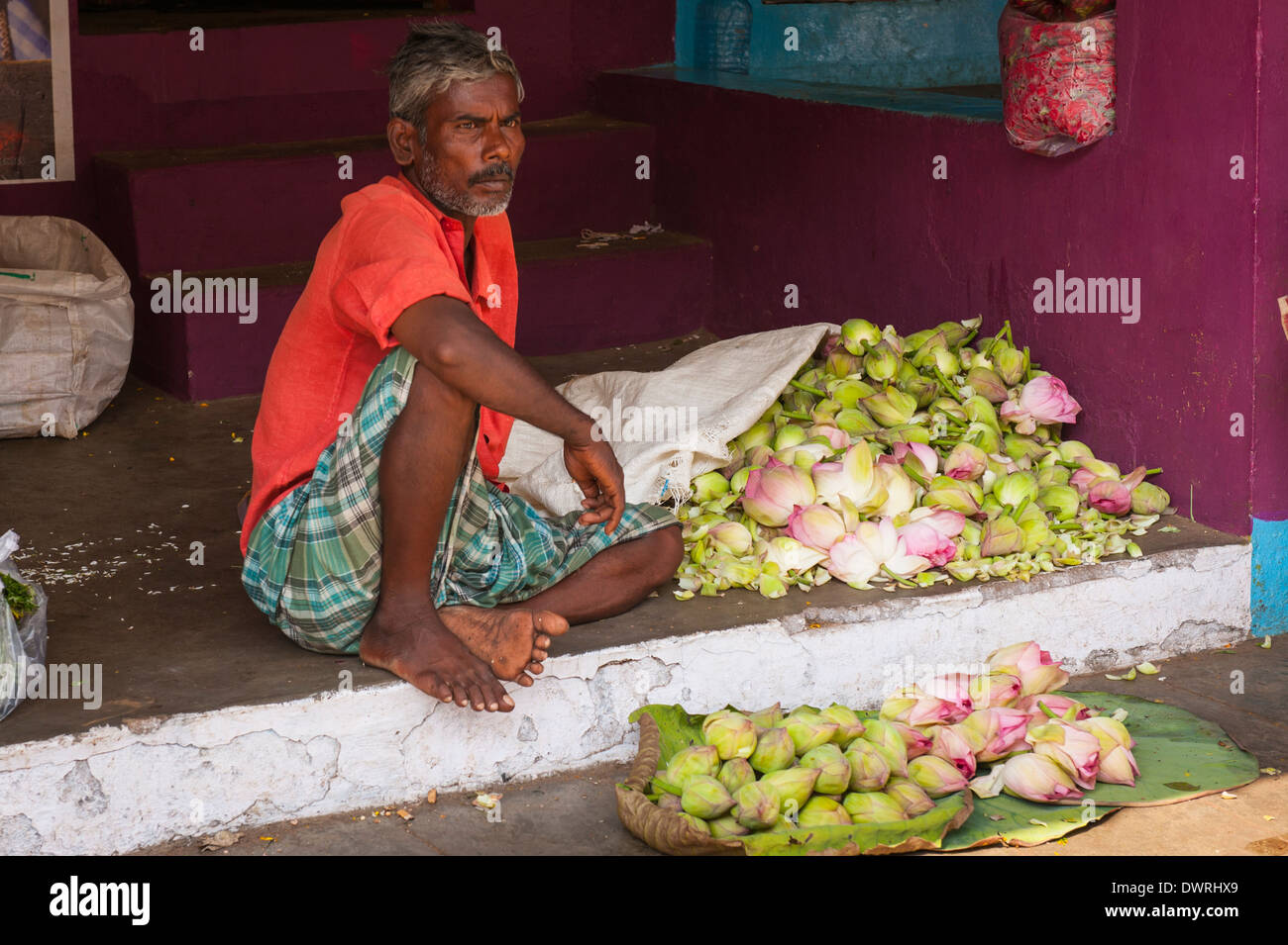 Süd Süd Indien Tamil Nadu Madurai Blume Markt Mann männlich verkauft Lotus Knospen für Girlanden Torans malas Stockfoto