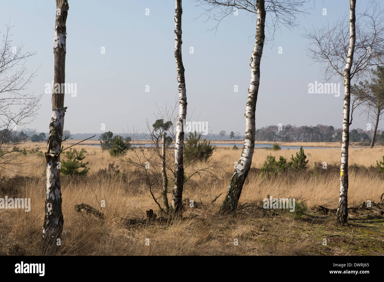 Landschaft "Strabrechtse Heide" mit Moor und ein Moor im Hintergrund Stockfoto