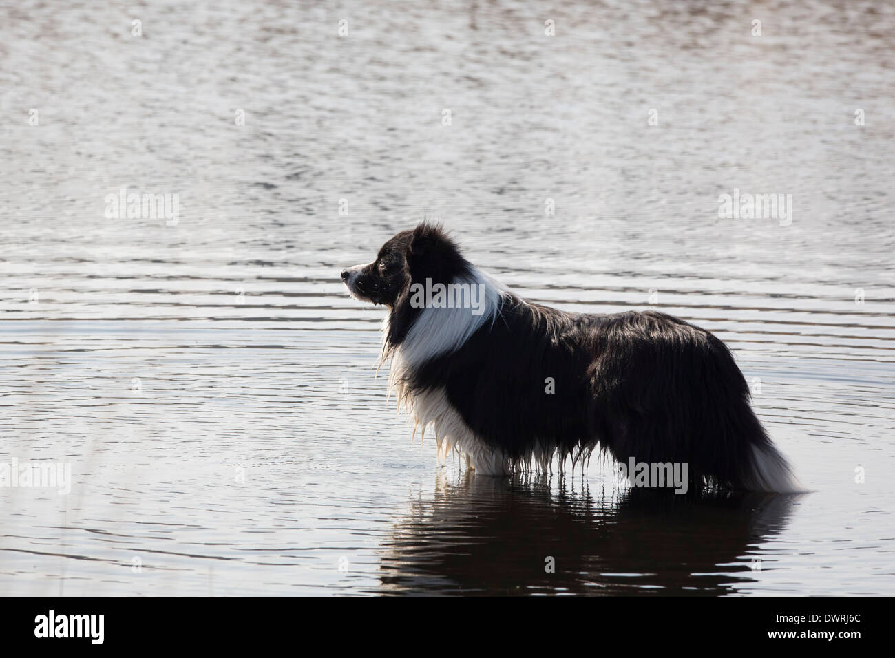 Hund stehen im Wasser an einem sonnigen Tag Stockfoto