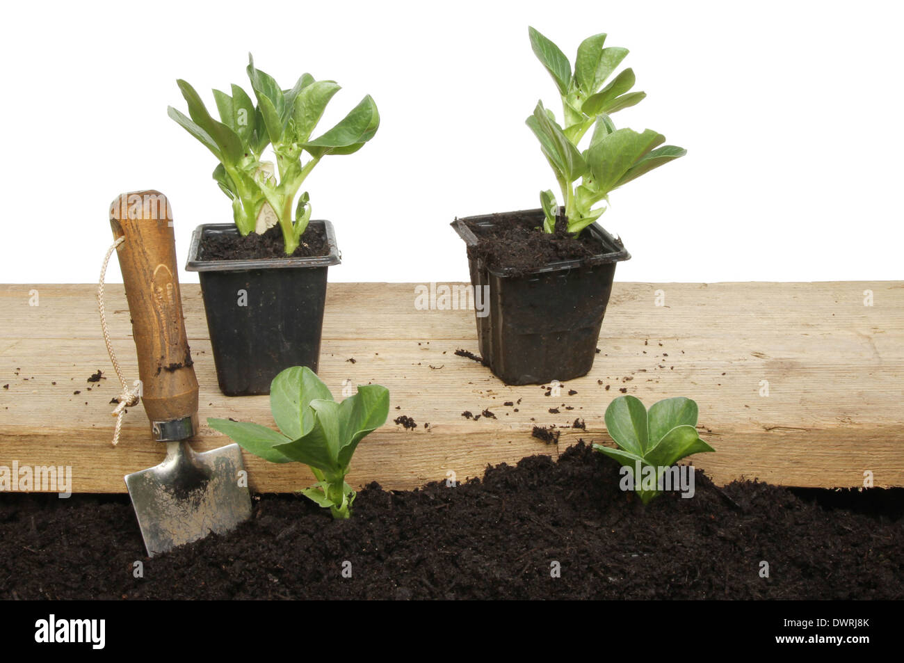 Saubohne Setzling Pflanzen im Boden und auf einem Holzbrett für die Bepflanzung Stockfoto