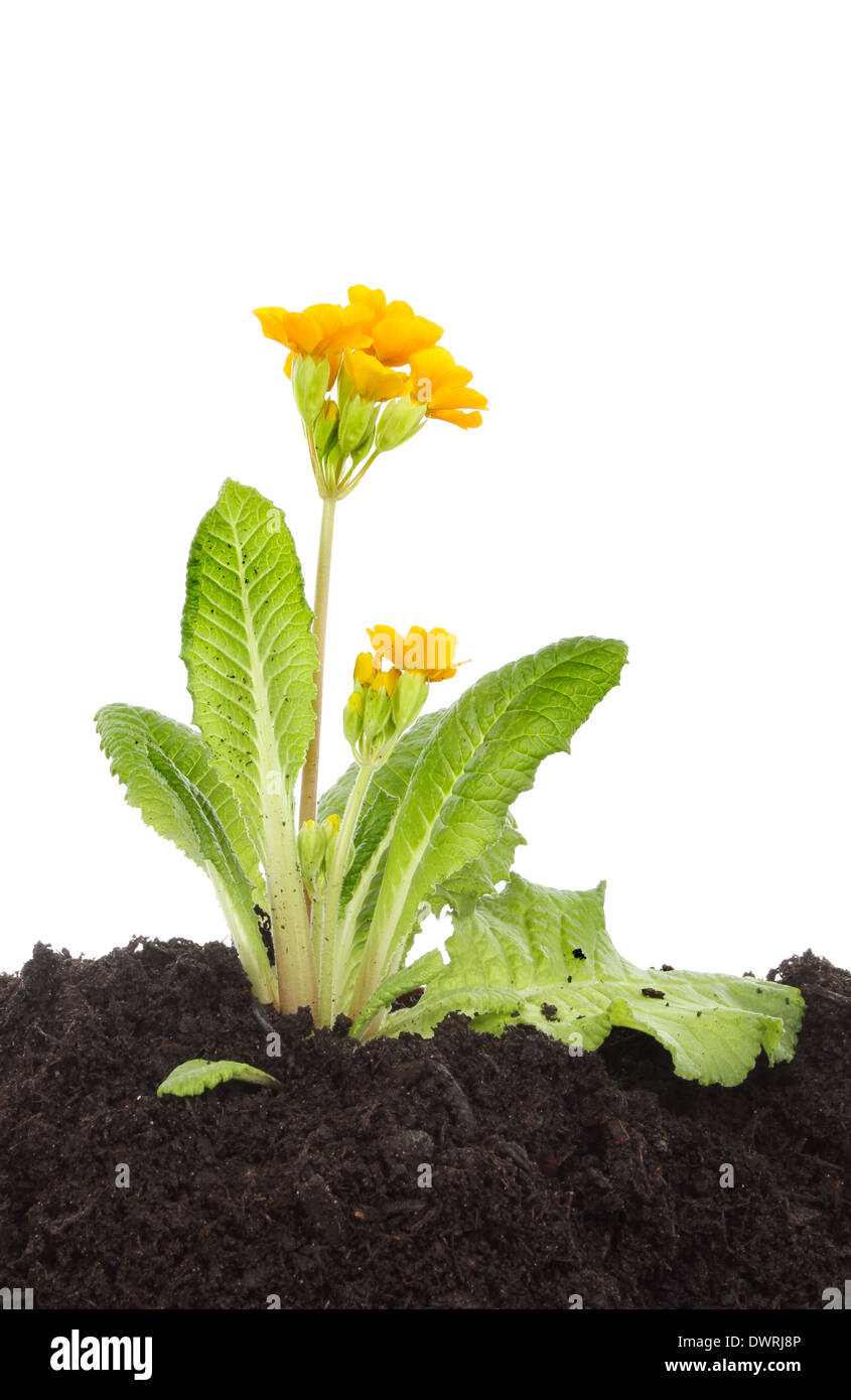 Blühende Pflanze im Boden vor einem weißen Hintergrund, primula Stockfoto