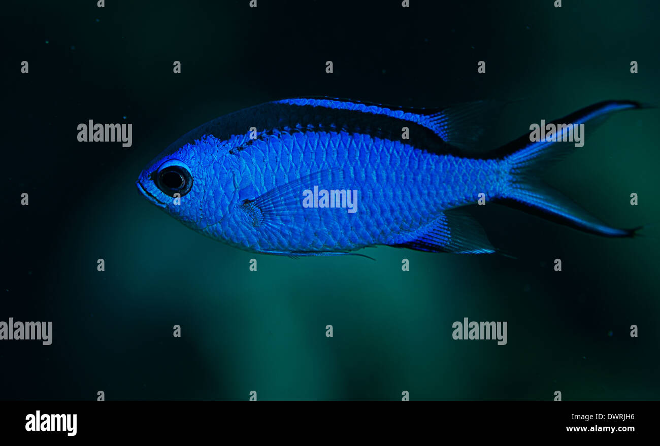 Eine blaue Chromis Fische in freier Wildbahn in Roatan, Honduras. Stockfoto