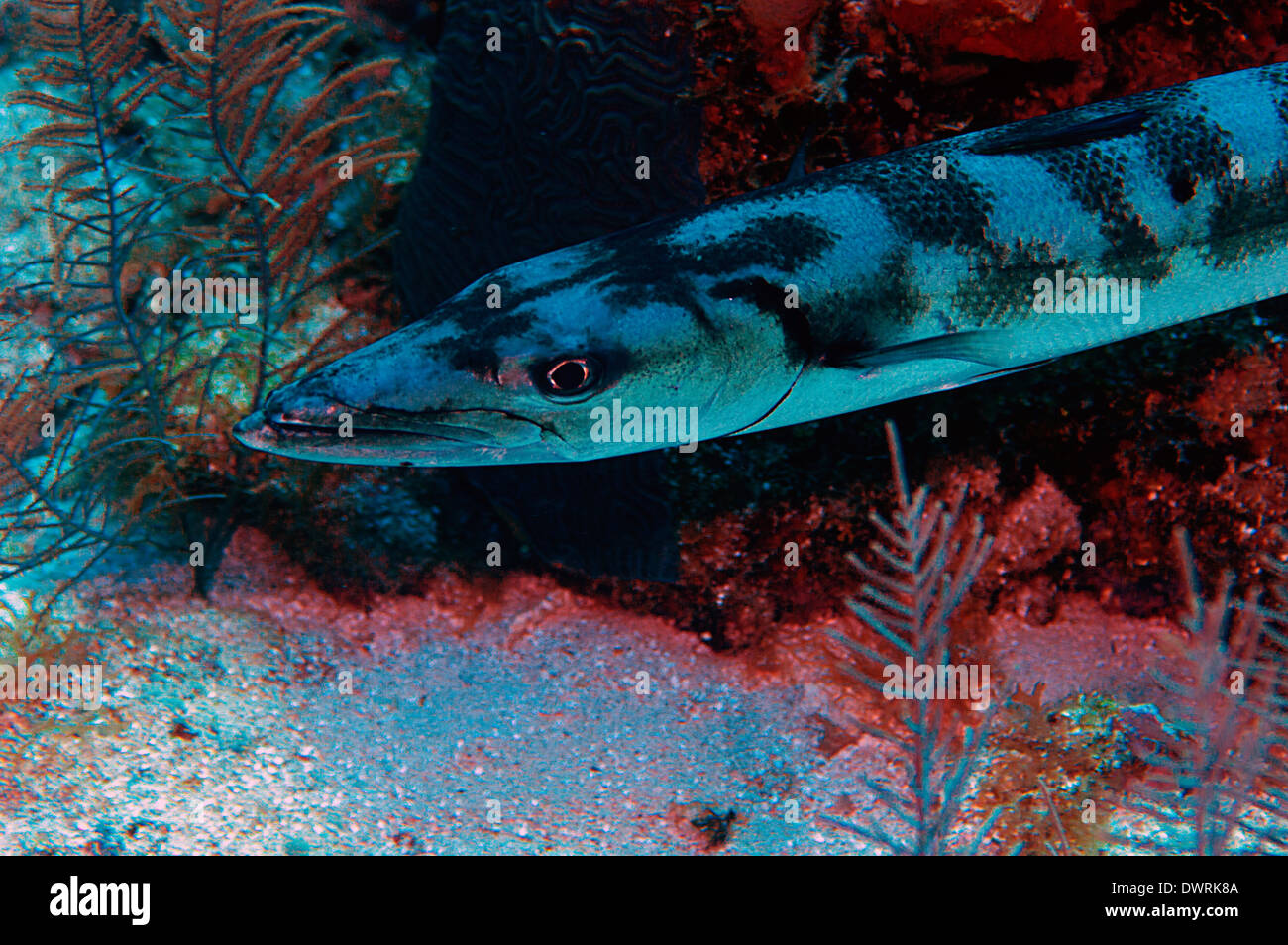 Ein Barracuda in freier Wildbahn auf dem Riff in Roatan, Honduras. Stockfoto