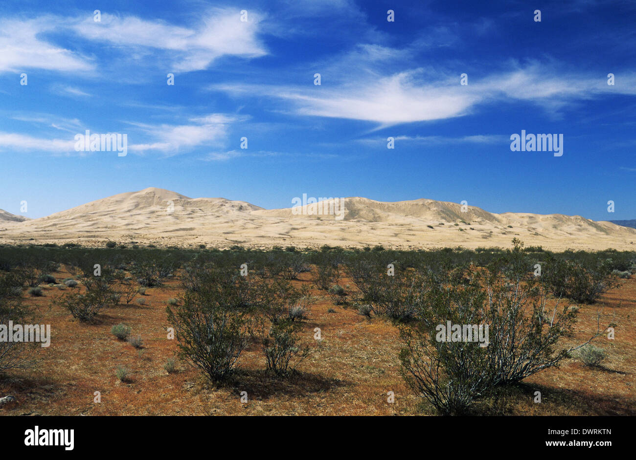 Elk248-2664 Kalifornien, Mojave National Preserve, Kelso Dünen Stockfoto