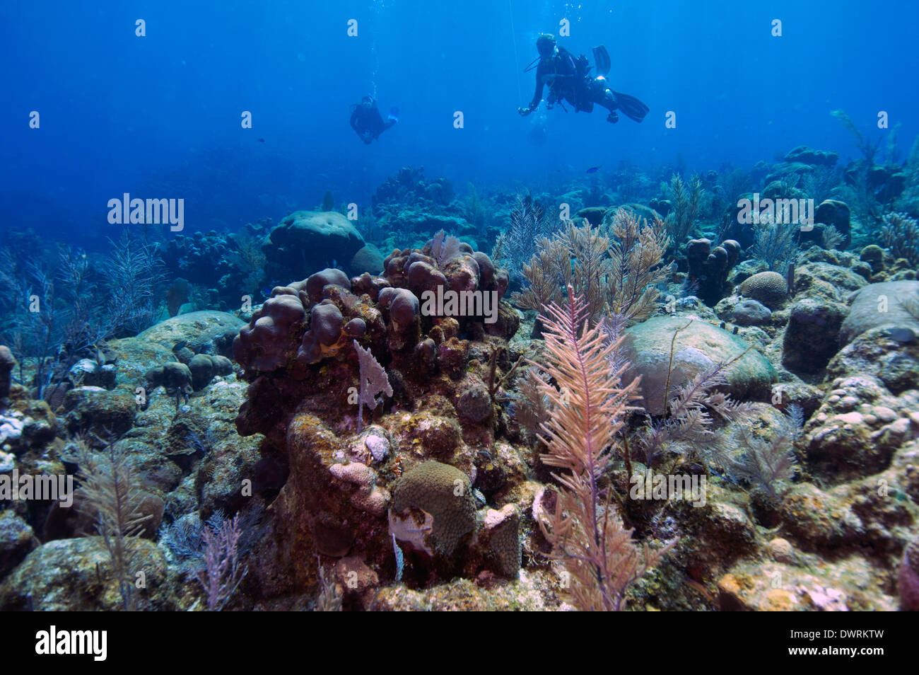 Taucher über das Riff in Roatan, Honduras. Stockfoto