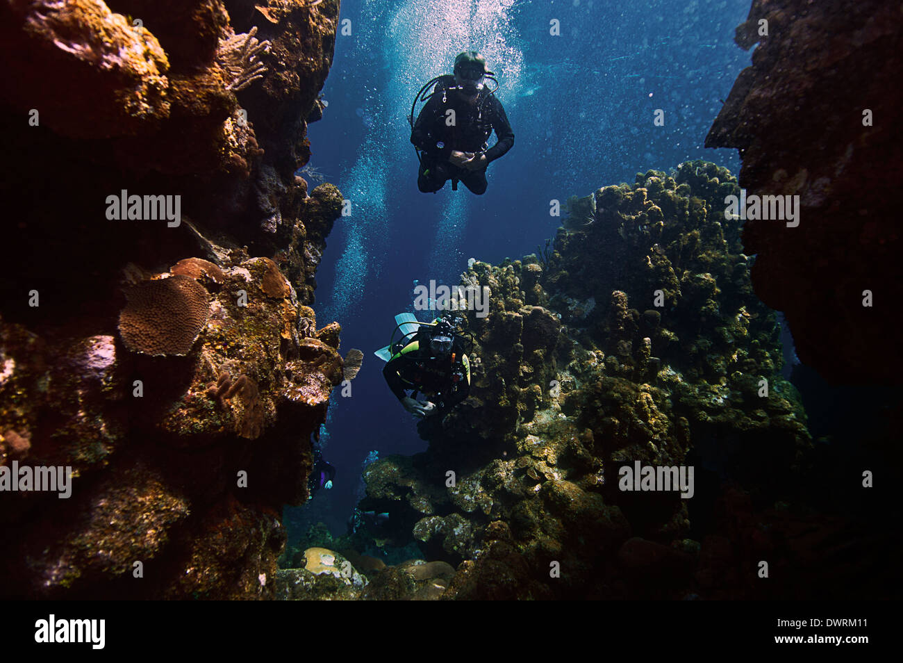 Taucher finden ihren Weg durch das Riff in Roatan, Honduras. Stockfoto