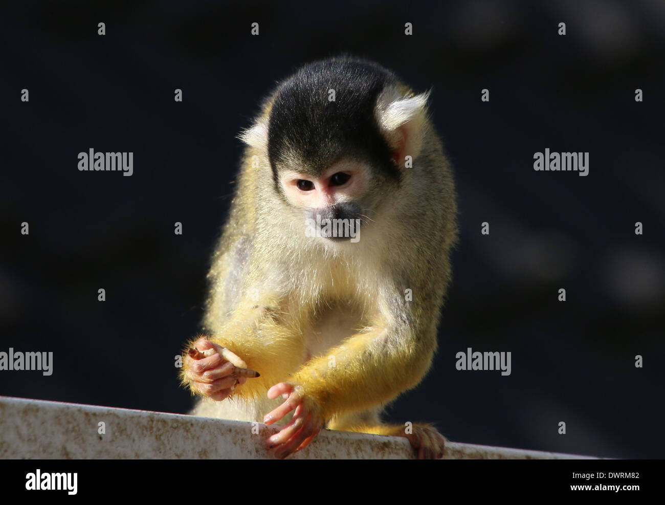 Schwarz-capped Totenkopfaffen (Saimiri Boliviensis) in verschiedenen Posen und kaute auf Larven und Früchte Stockfoto