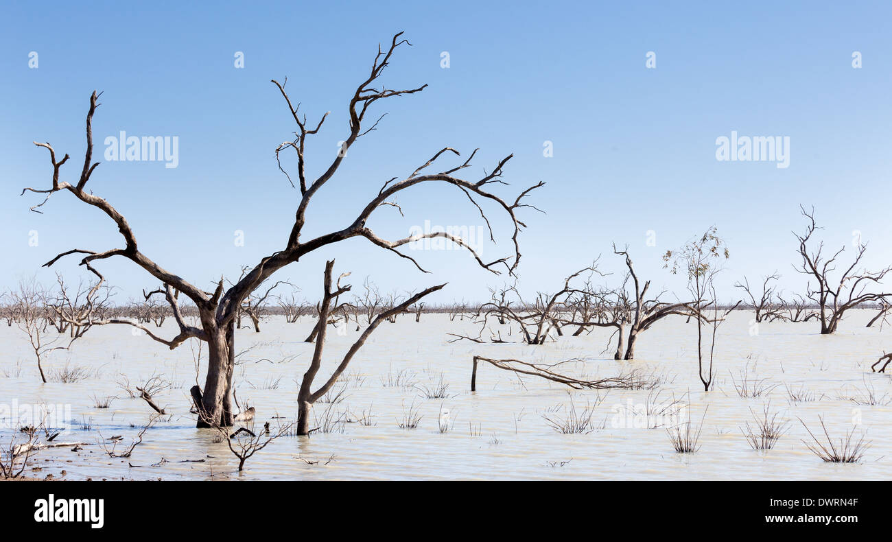 Menindee Lakes Australien mit toten Bäumen Stockfoto