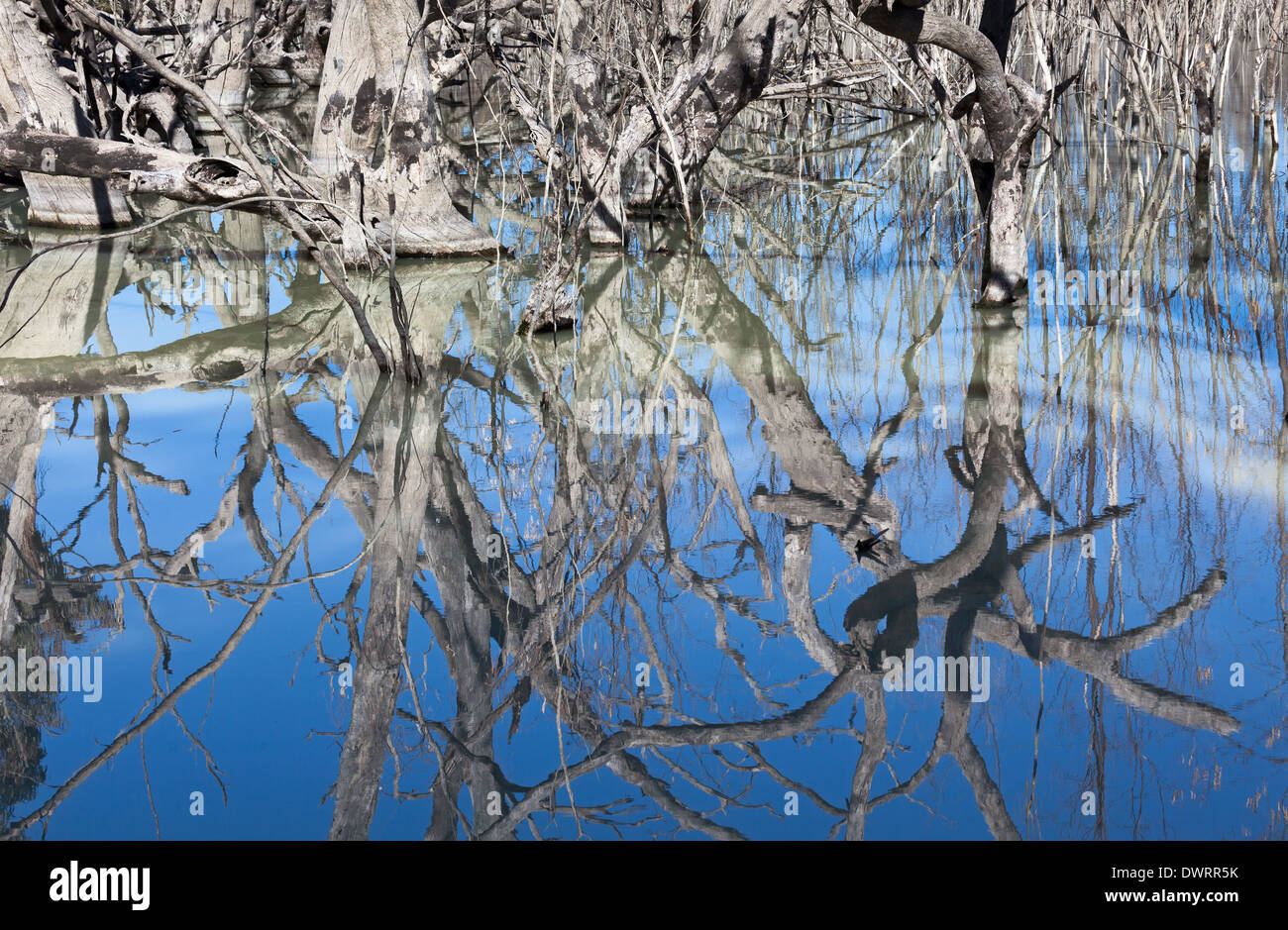 tote Bäume in Reflexion bei Menindee Lakes Stockfoto