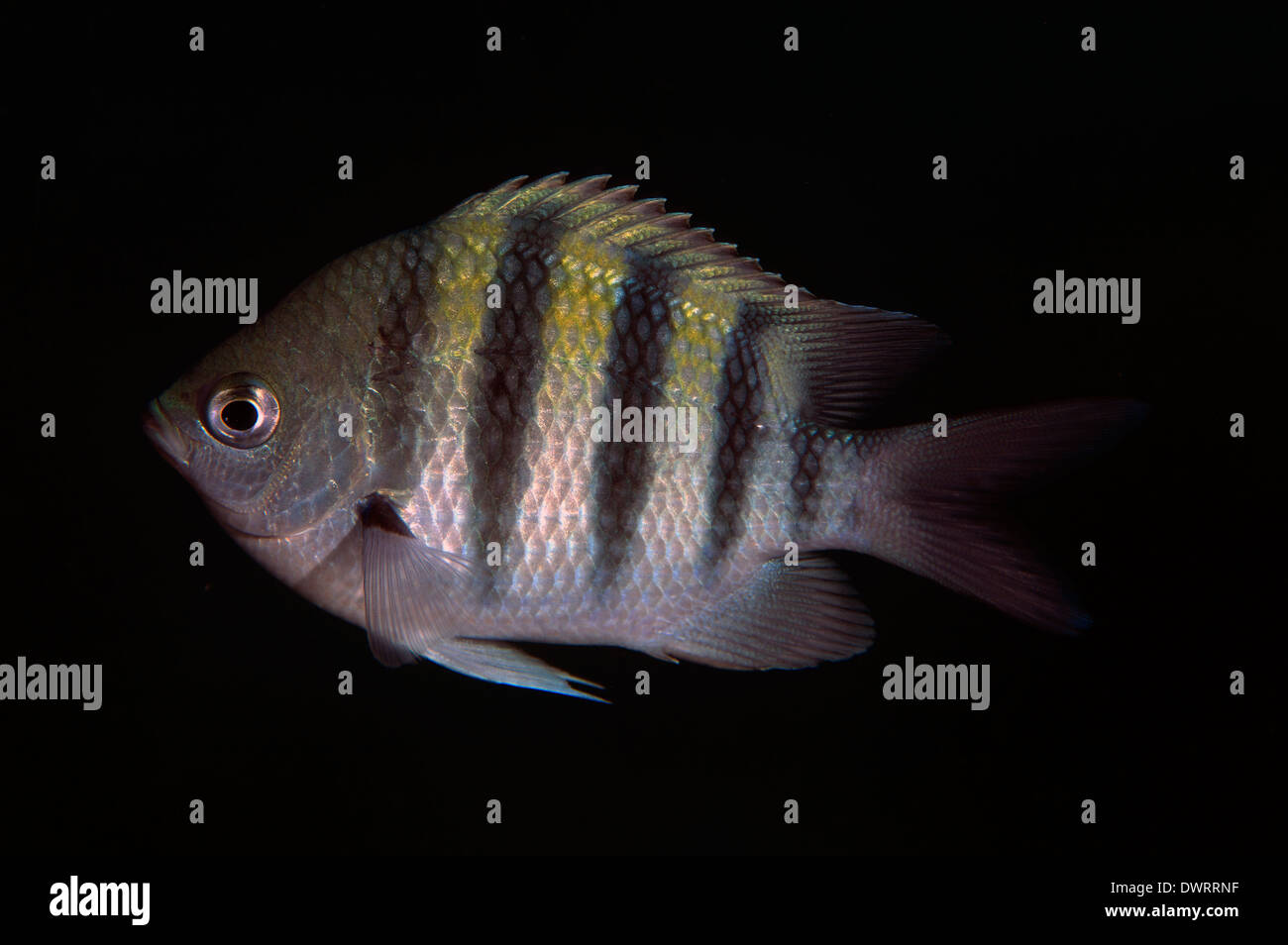 Ein Sergeant-Major Fisch in freier Wildbahn in Roatan, Honduras. Stockfoto