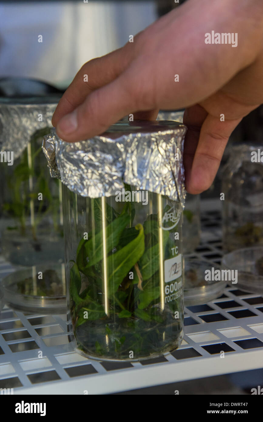 Pflanzen in den Reagenzgläsern. Junge Wissenschaftler im Labor Bioengineering der südsibirischen Garten. Altai Landesuniversität Stockfoto