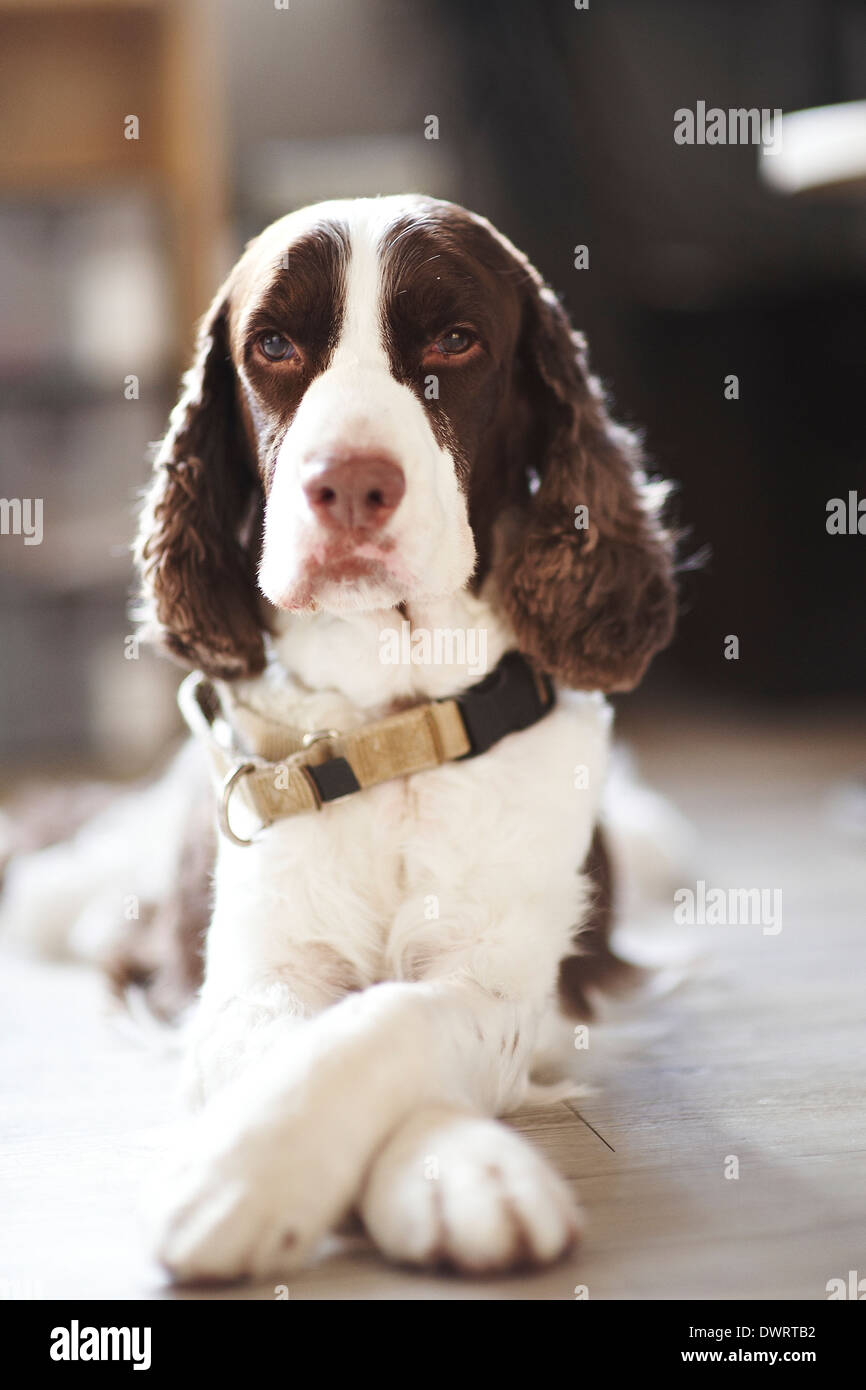 Porträt von einem Springer Spaniel namens "Momo". Er hatte Gesichtsausdruck und die Augen der sentimentalen variiert. Stockfoto