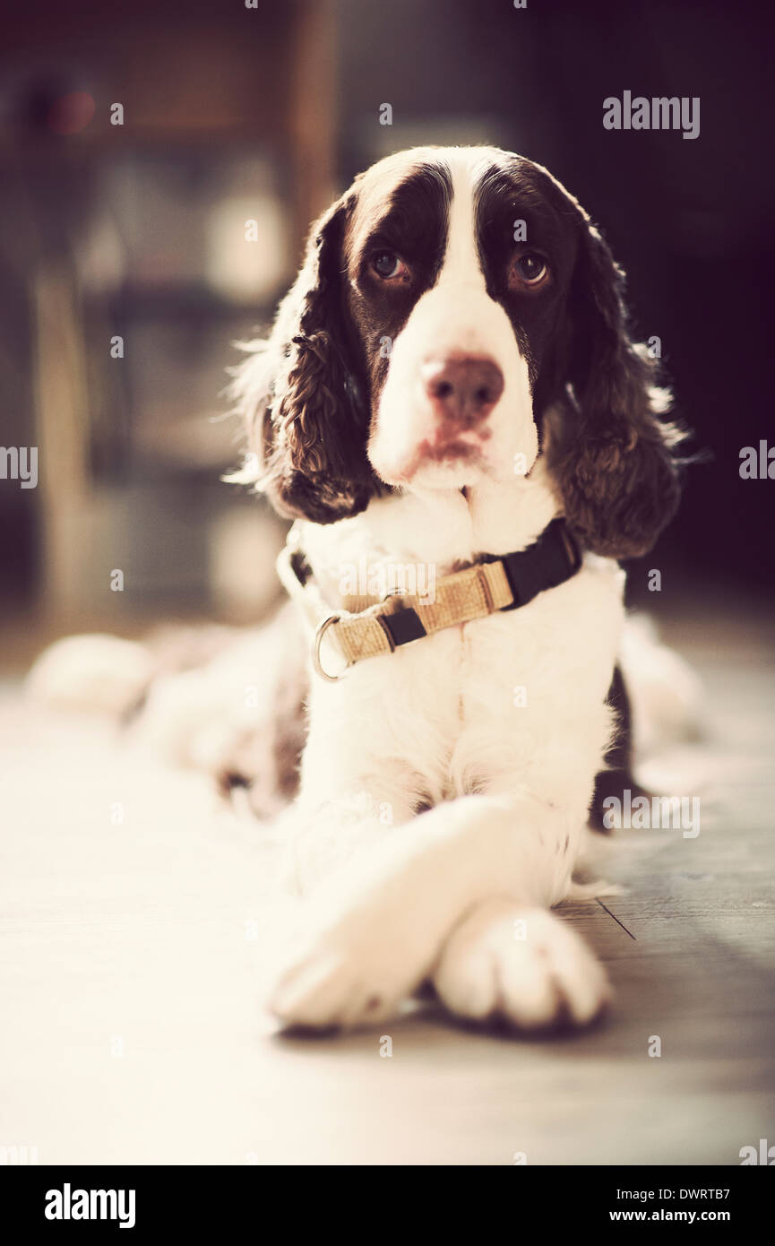 Porträt von einem Springer Spaniel namens "Momo". Er hatte Gesichtsausdruck und die Augen der sentimentalen variiert. Stockfoto
