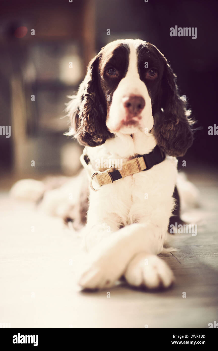 Porträt von einem Springer Spaniel namens "Momo". Er hatte Gesichtsausdruck und die Augen der sentimentalen variiert. Stockfoto