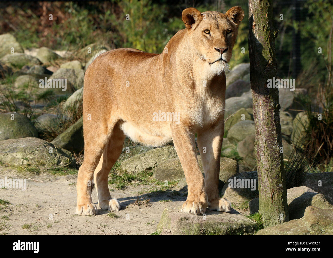 Nahaufnahme einer Reifen Löwin (Panthera Leo) im Zoo-Einstellung Stockfoto