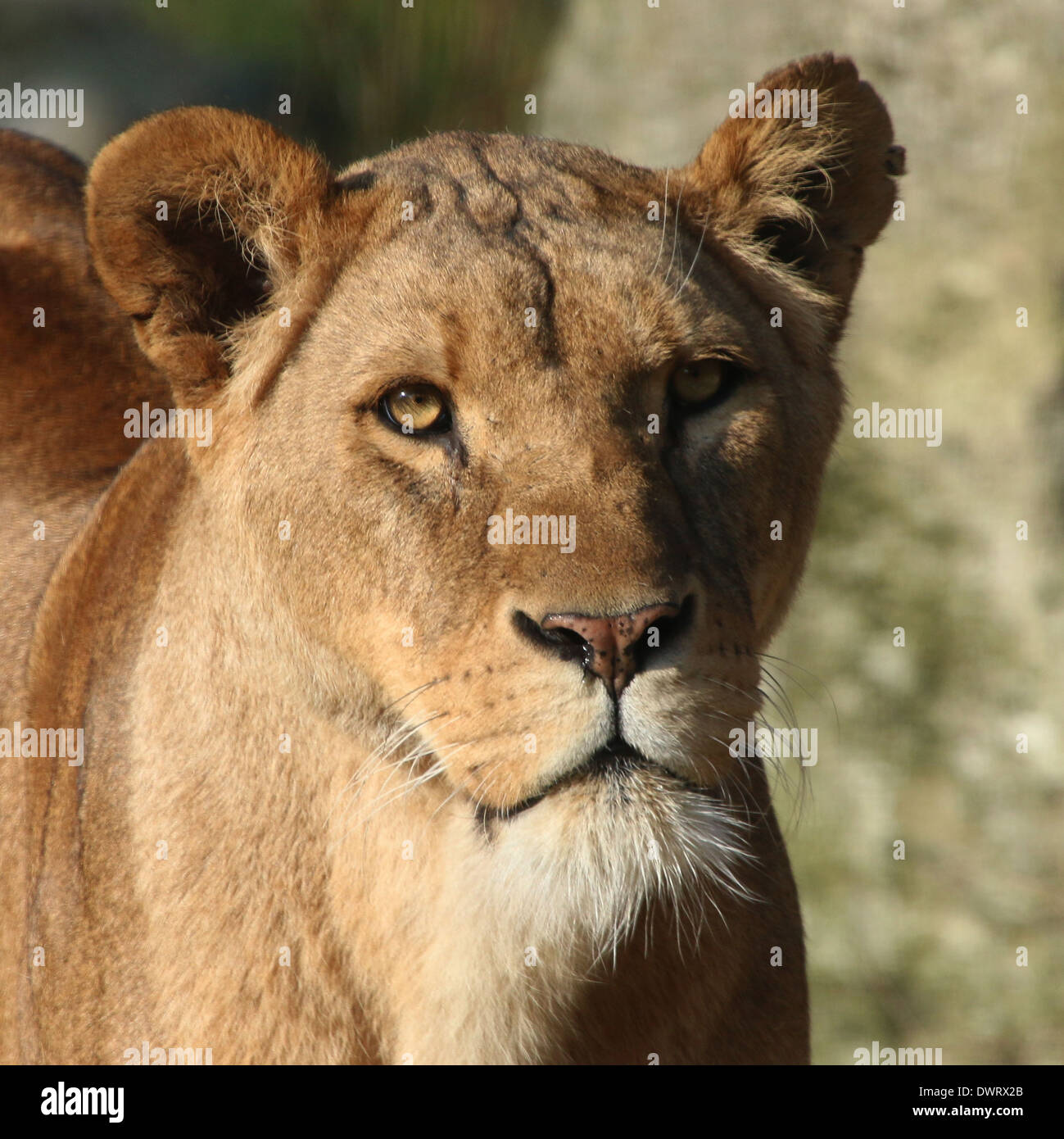 Nahaufnahme einer Reifen Löwin (Panthera Leo) im Zoo-Einstellung Stockfoto