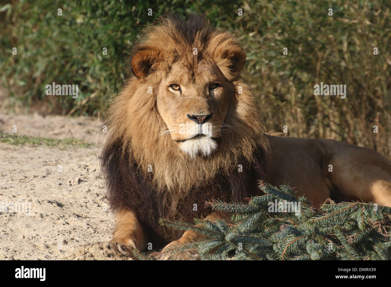 Close-up ein reifer Löwe (Panthera Leo) im Zoo-Einstellung Stockfoto