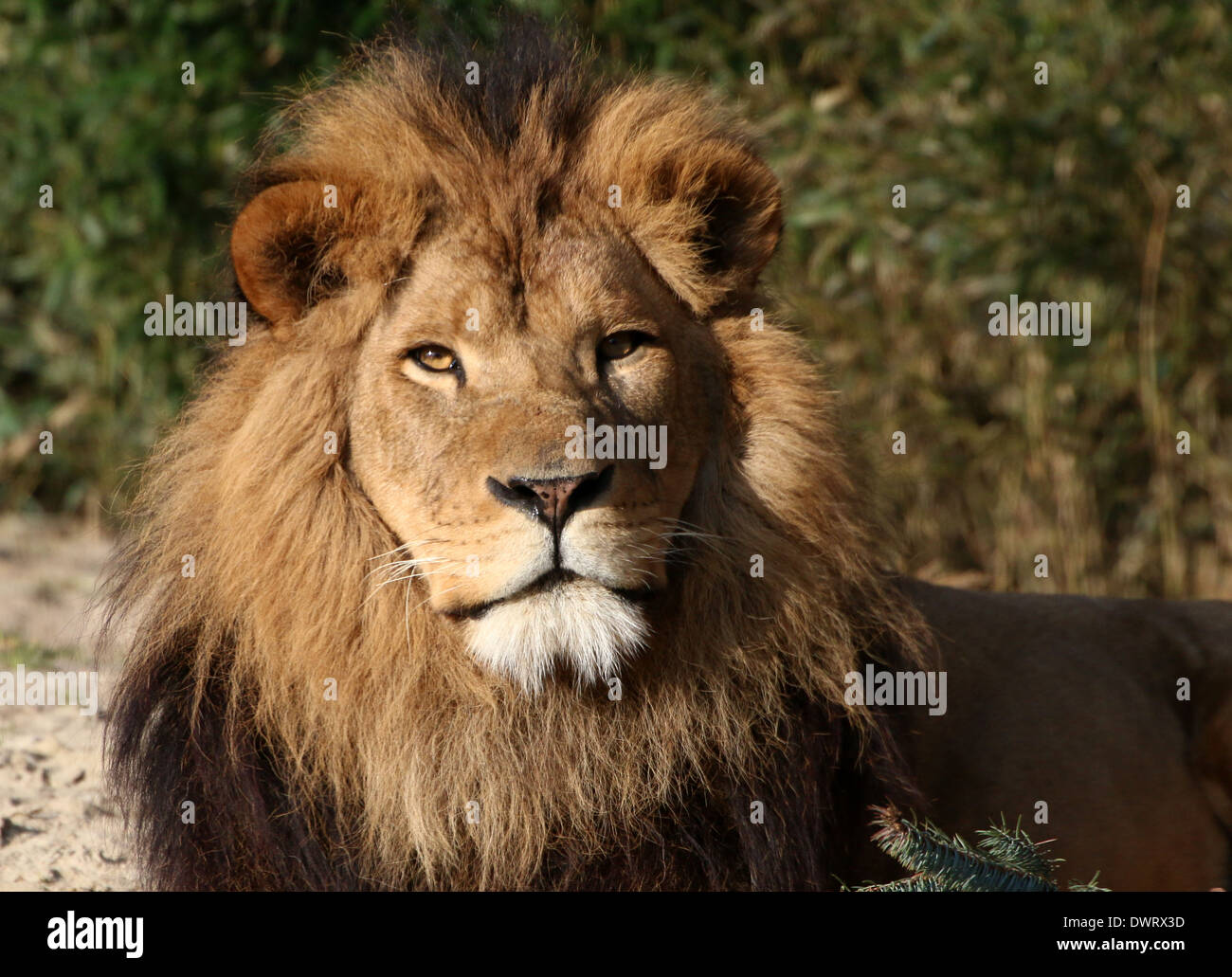 Close-up ein reifer Löwe (Panthera Leo) im Zoo-Einstellung Stockfoto