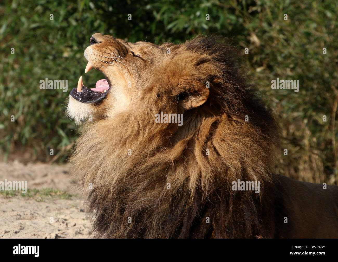 Close-up ein Brüllen Reife Löwe (Panthera Leo) Stockfoto