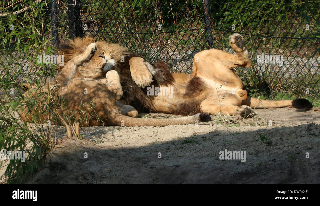 Close-up ein reifer Löwe (Panthera Leo) im Zoo Einstellung spielt mit seinem cub Stockfoto