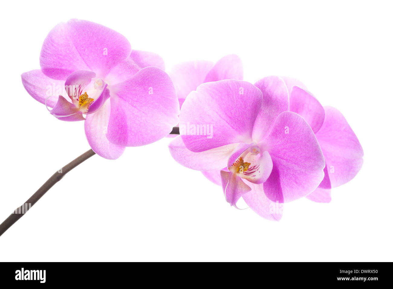 Rosa Orchidee blüht auf AST isoliert auf weißem Hintergrund Stockfoto