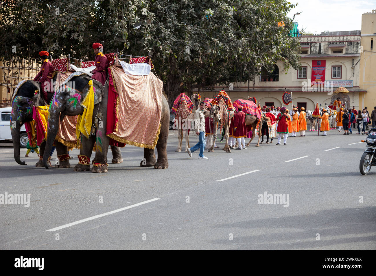 Jaipur, Rajasthan, Indien. Warten auf eine Hochzeit Prozession zu bilden sich Elefanten. Stockfoto
