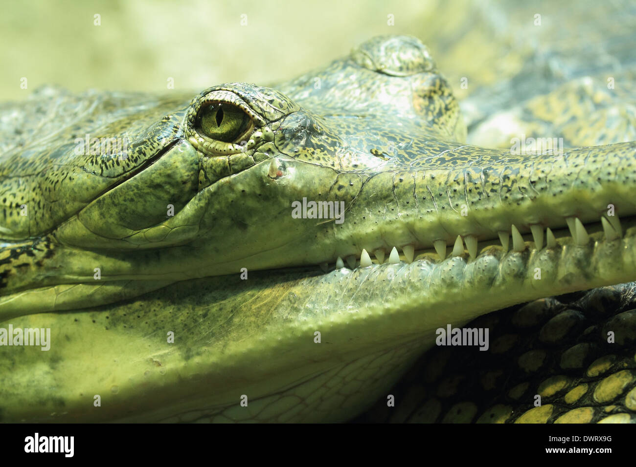 Alligator, Nahaufnahme, Natur Stockfoto