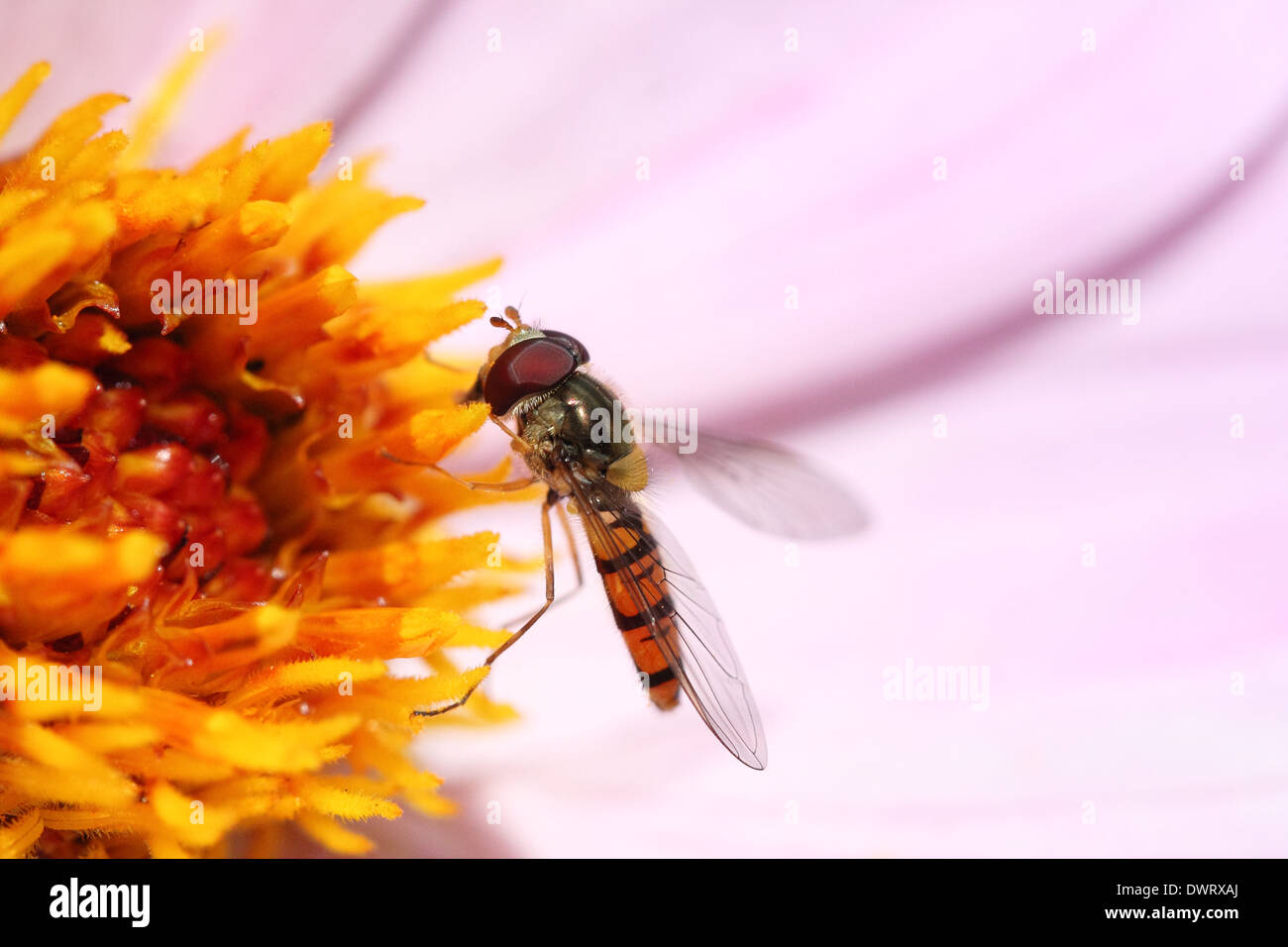 Wespe, Insekt Blume, Makro, Nahaufnahme, Natur Stockfoto
