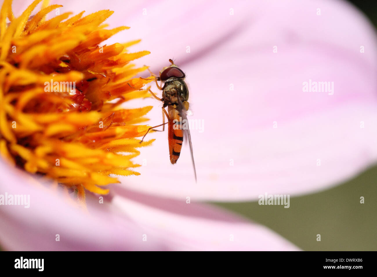 Wespe, Insekt Blume, Makro, Nahaufnahme, Natur Stockfoto
