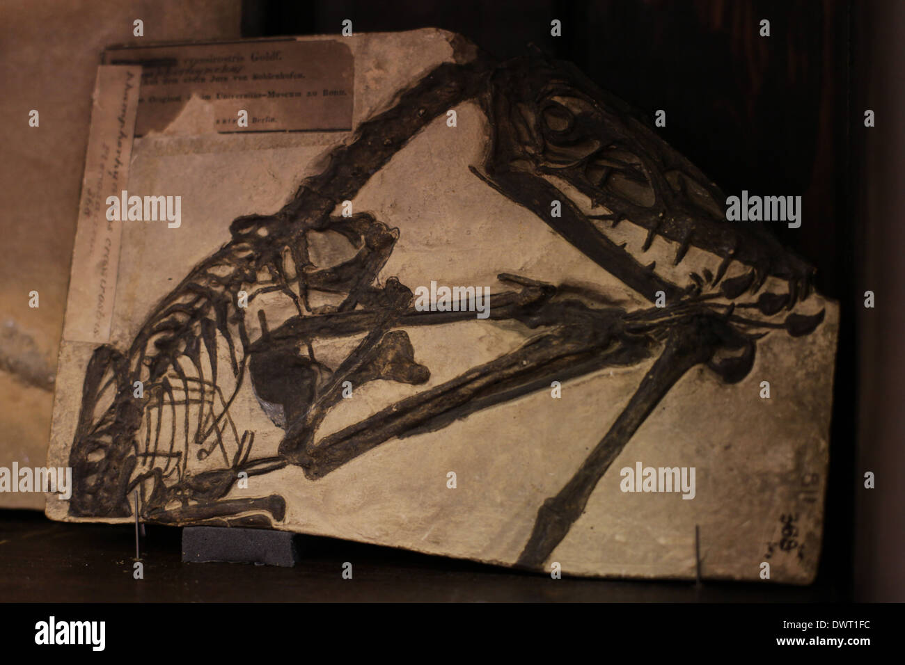 Grant Museum für Zoologie und vergleichende Anatomie, University College London (UCL) Stockfoto