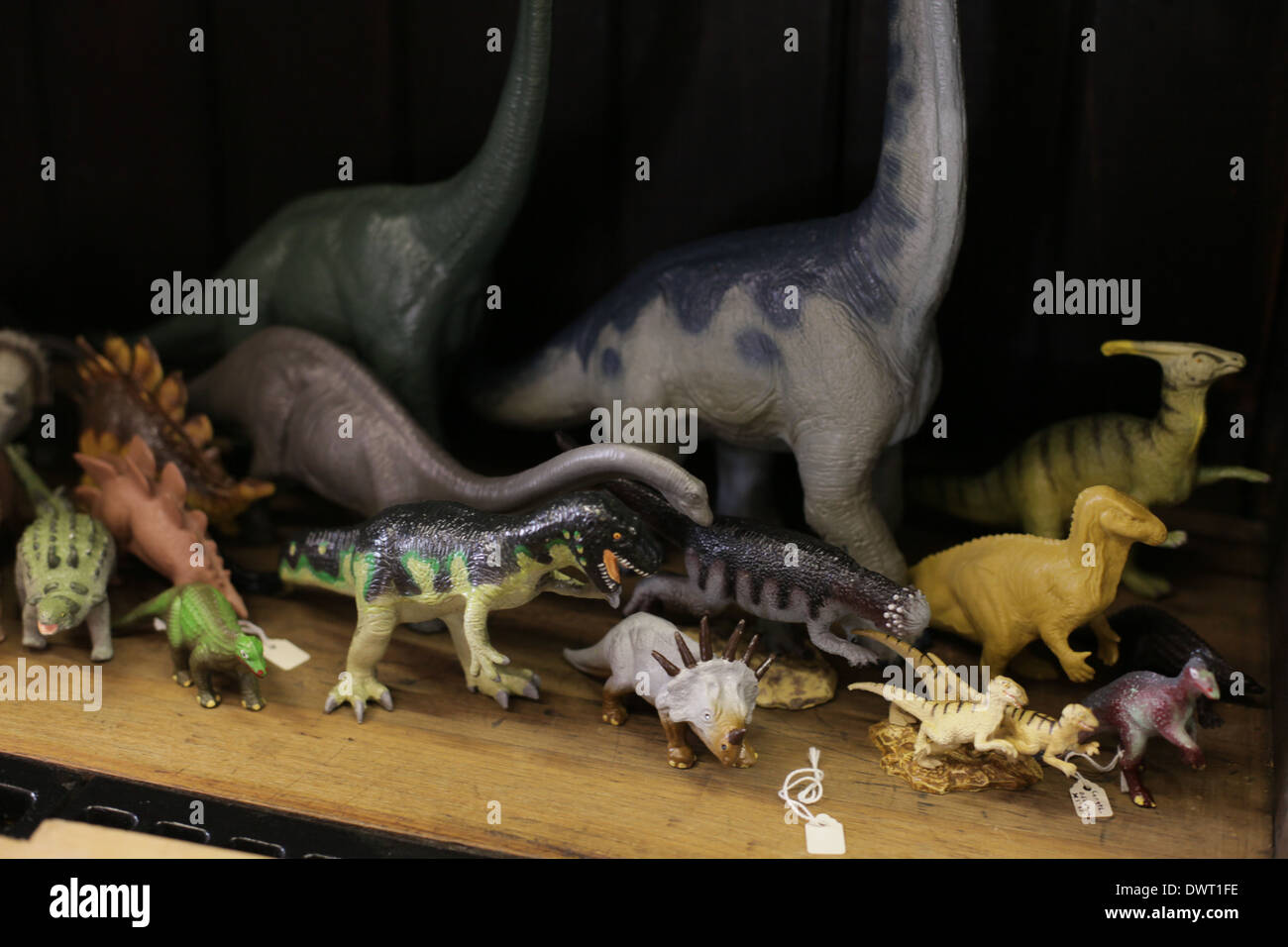 Grant Museum für Zoologie und vergleichende Anatomie, University College London (UCL) Stockfoto